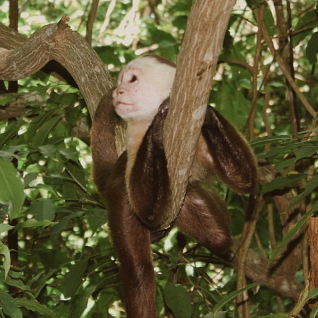 Biodiversidad del Caribe