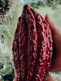 Descubre el corazón del cacao en su propio territorio