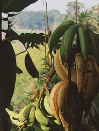 El plátano sostiene la casa y el café trae los ahorros