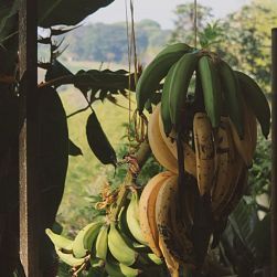 El plátano sostiene la casa y el café trae los ahorros
