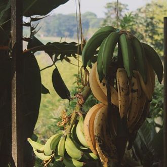 El plátano sostiene la casa y el café trae los ahorros