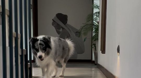Pet Friendly